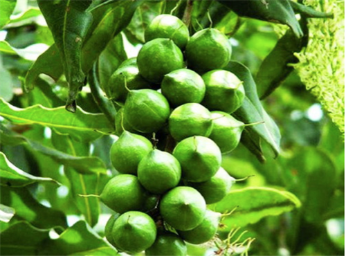 Nghiên cứu thành phần hóa học của hạt mắc ca (Macadamia integrifolia Maiden & Betcha) trồng tại Lâm Đồng